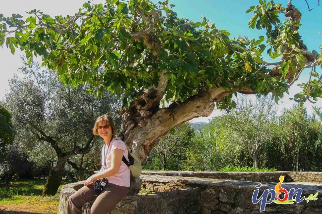 Pod drzewem figowym w Fatimie